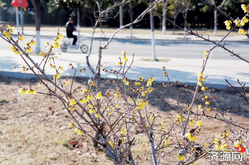阳光相伴 春暖花开 春的脚步更近了 - 图看济源