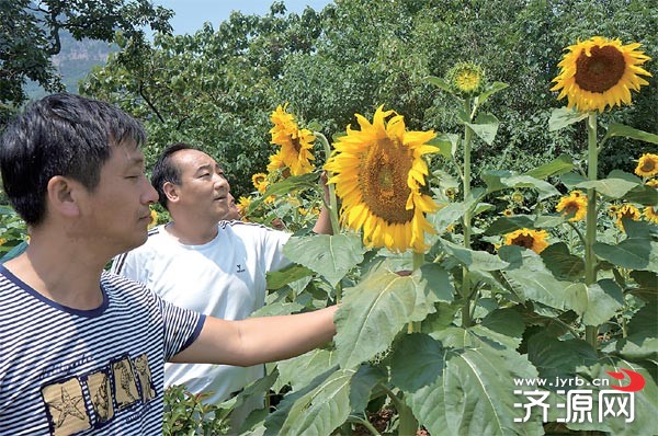 济源网