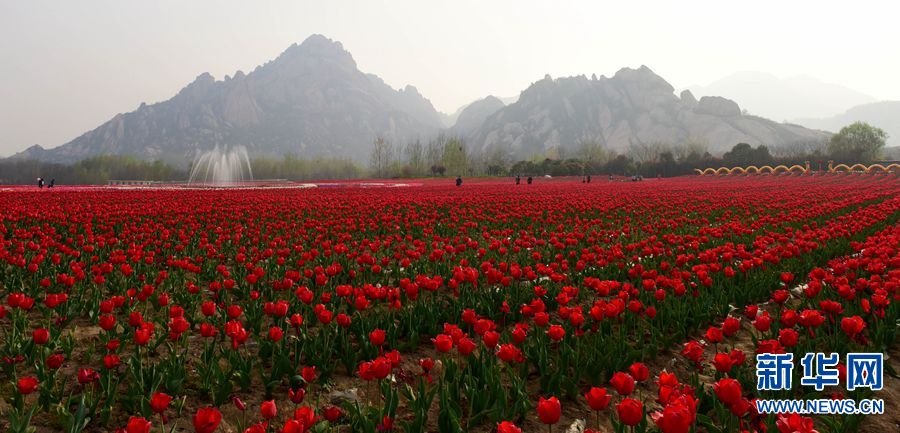 嵖岈山郁金香花开引客来