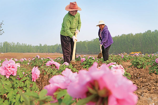 龙源花谷牡丹园花农除草忙