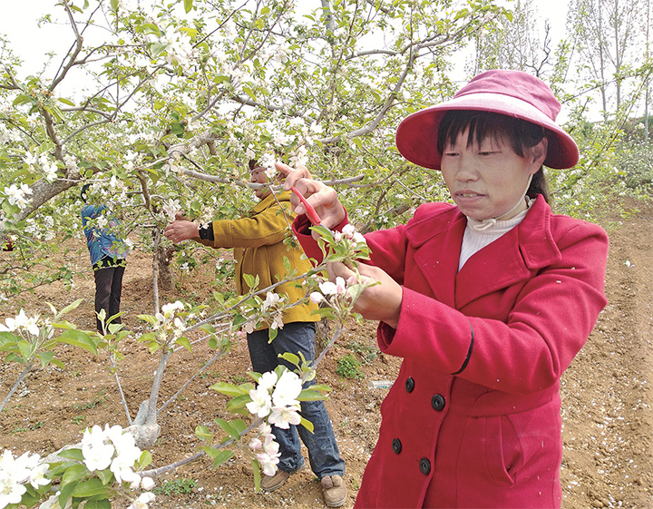 济源市邵原镇史家腰村果树花开枝头俏 春季管护正当时