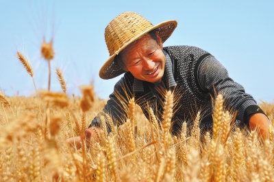 "郭小麦":还是一个丰收年