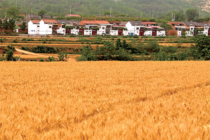 济源示范区麦收工作进展顺利 济源小麦已收获三成