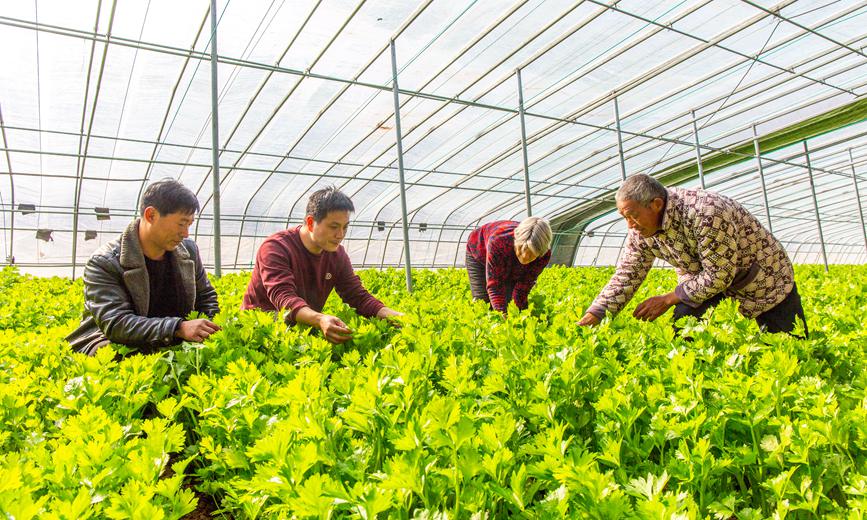 鲁山县下汤镇岳庄村村民在蔬菜种植大棚管护蔬菜。 马进伟 摄