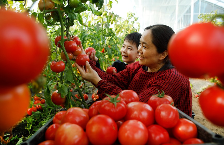 2月19日，河南开封尉氏县十八里镇大棚里的西红柿喜获丰收，农民们正在进行采摘。李新义摄