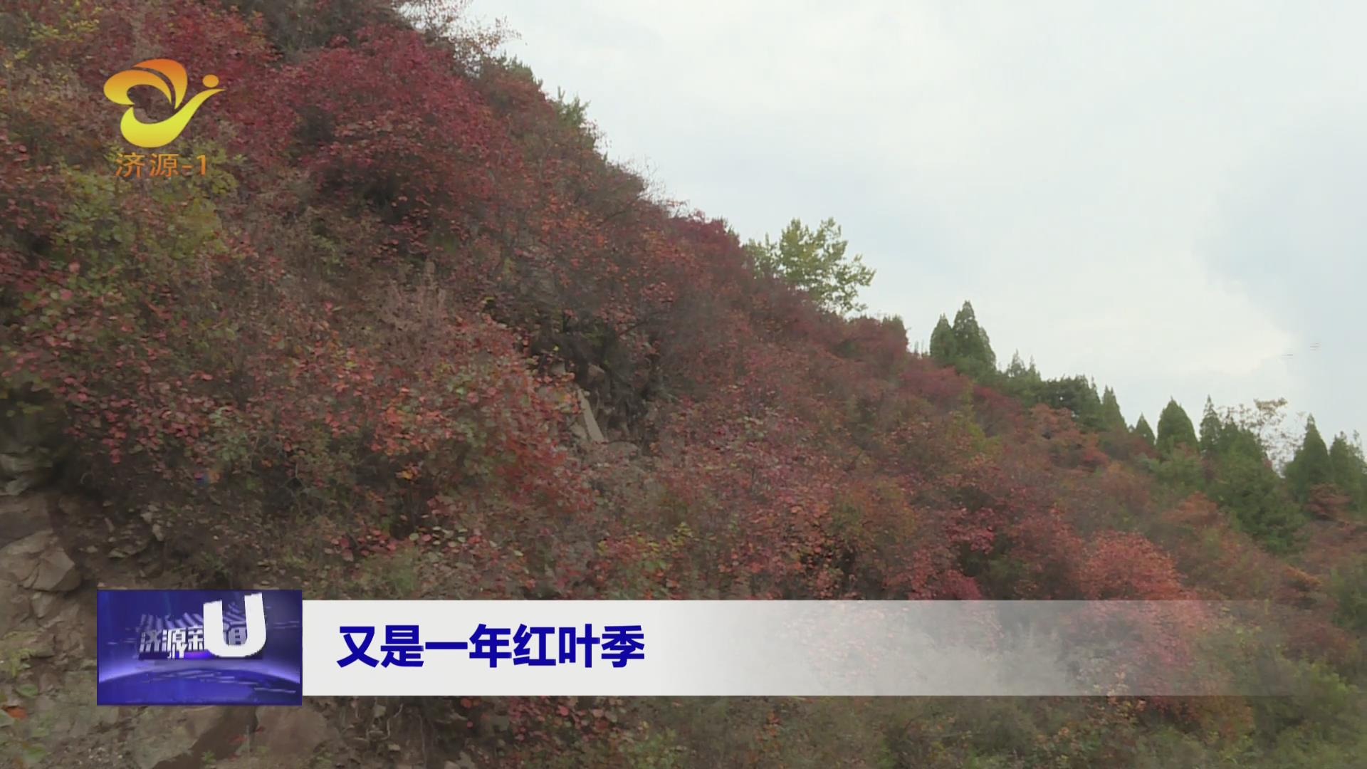 济源网