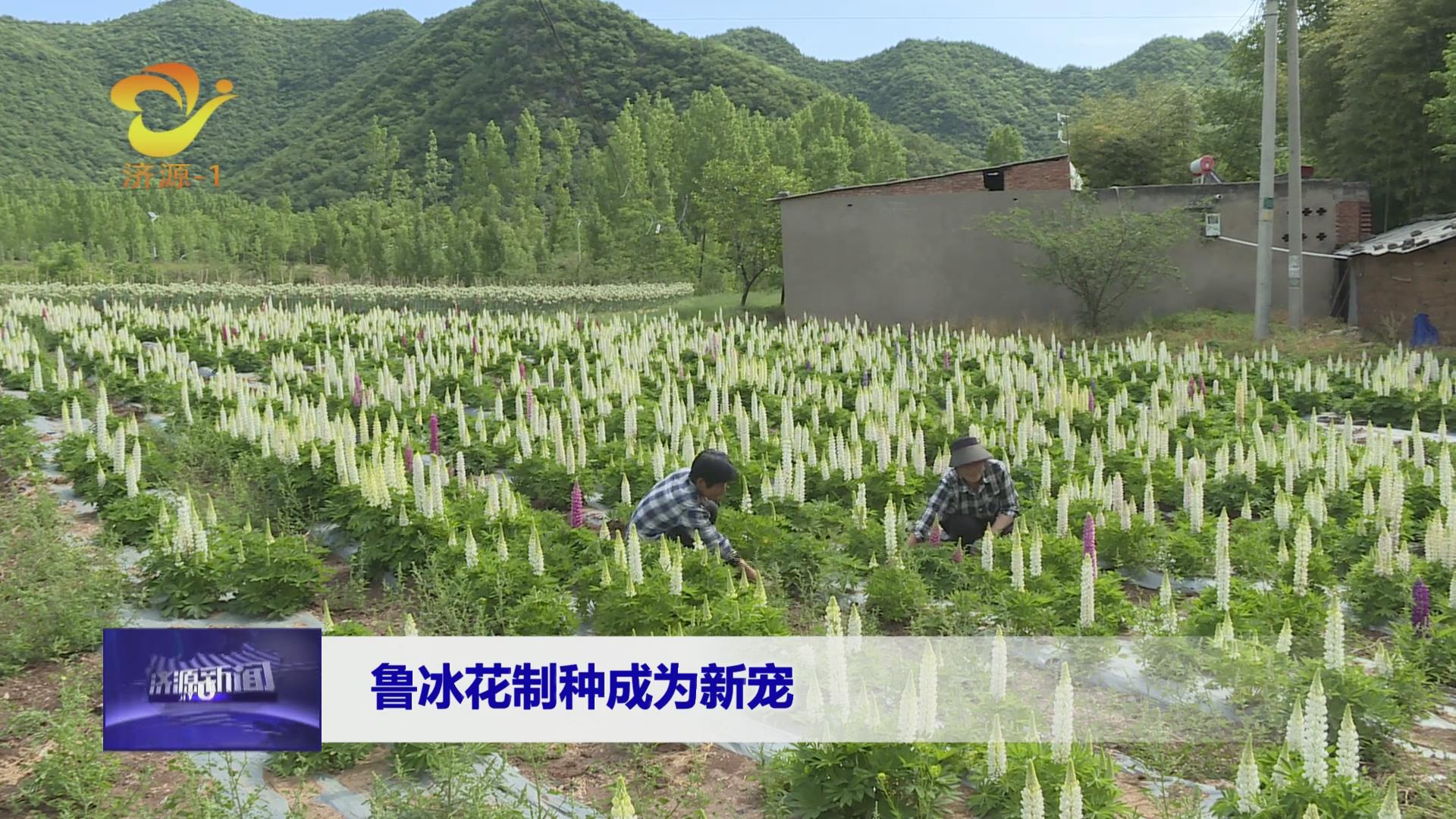 济源网
