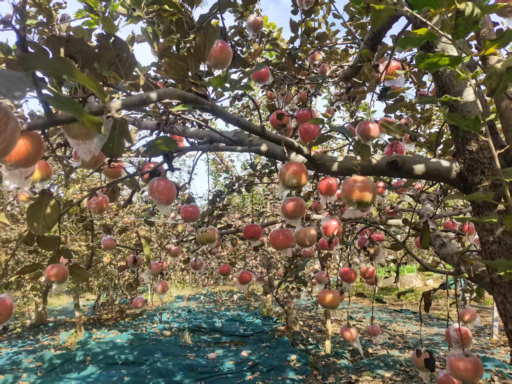 2f639d998ed82a7815f036212ff2f758.jpg 2f639d998ed82a7815f036212ff2f758.jpg